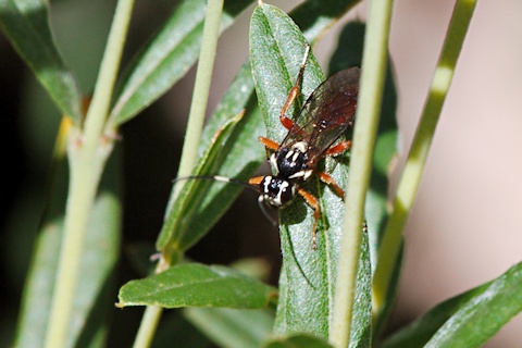 Ichneumon Wasp (Xanthocryptus sp) (Xanthocryptus sp)